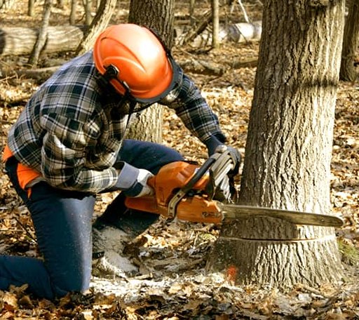Tree Removal in Harvey, IA